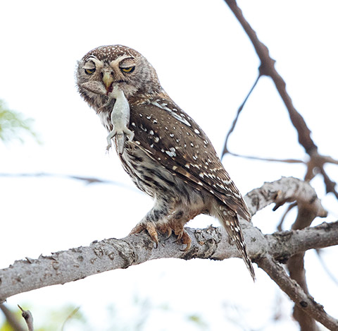 Pearl-spotted Owlet